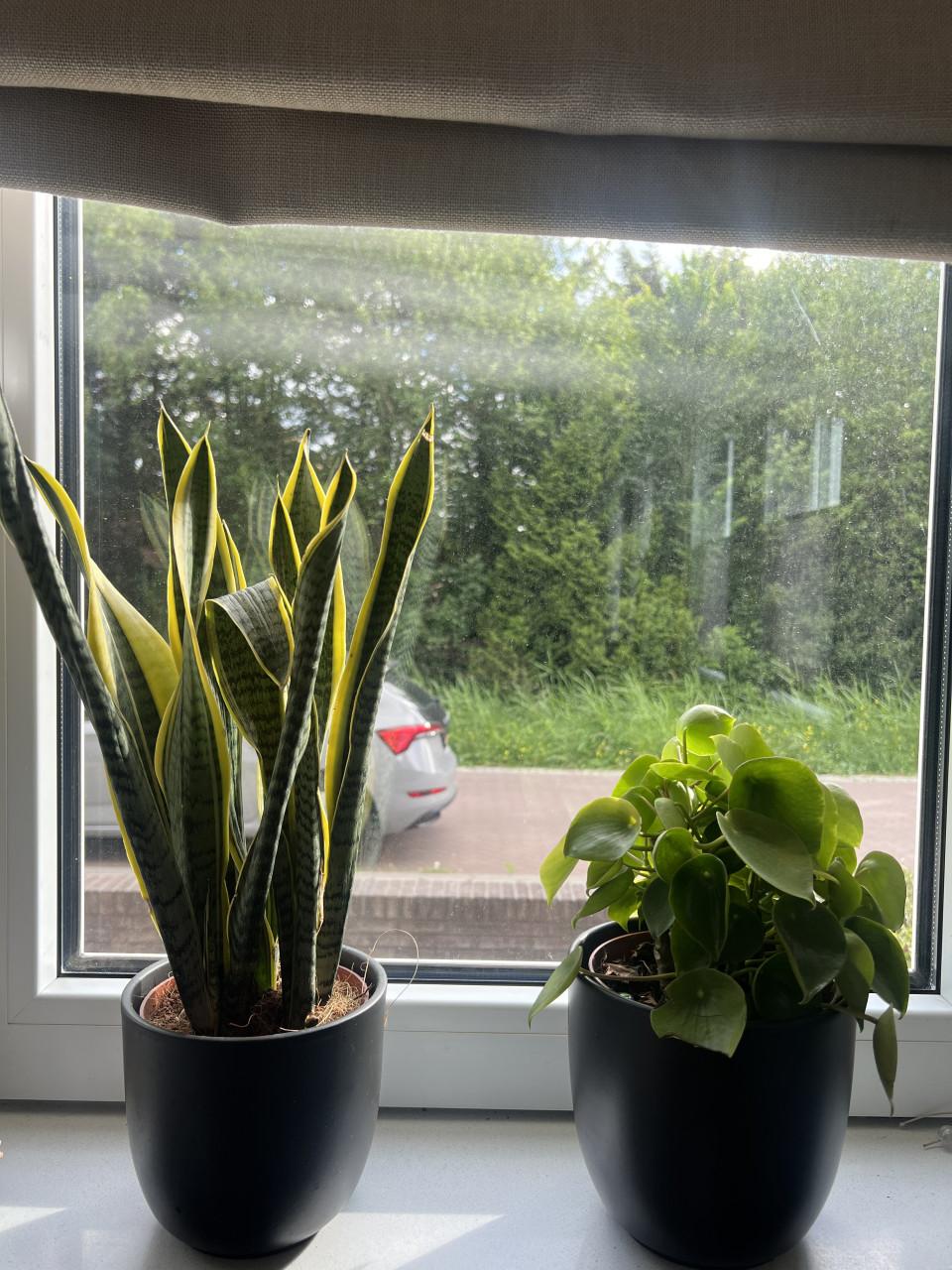 Prachtige kamer planten