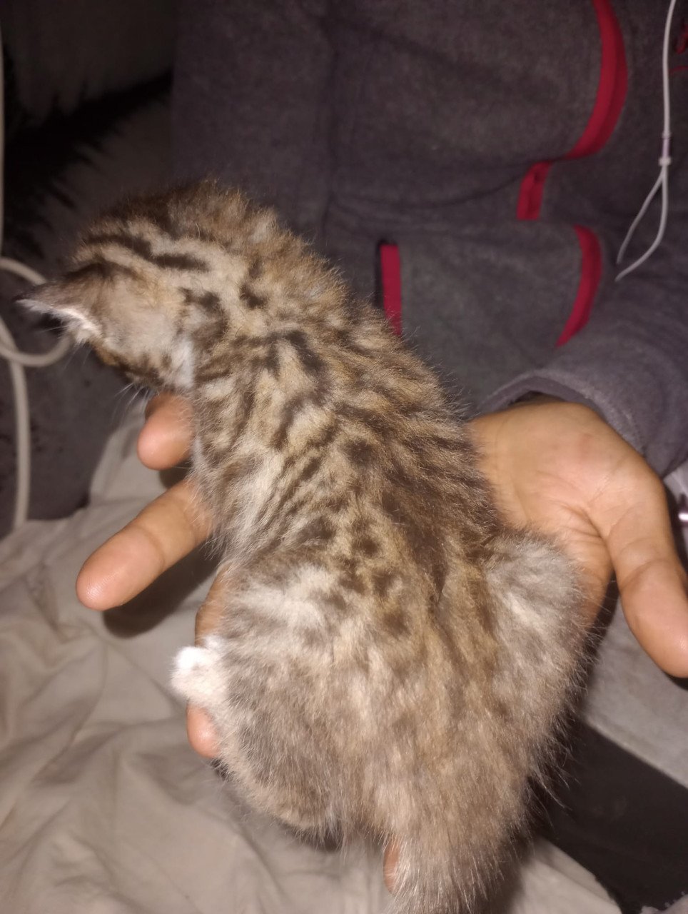 2 bengaal kittens