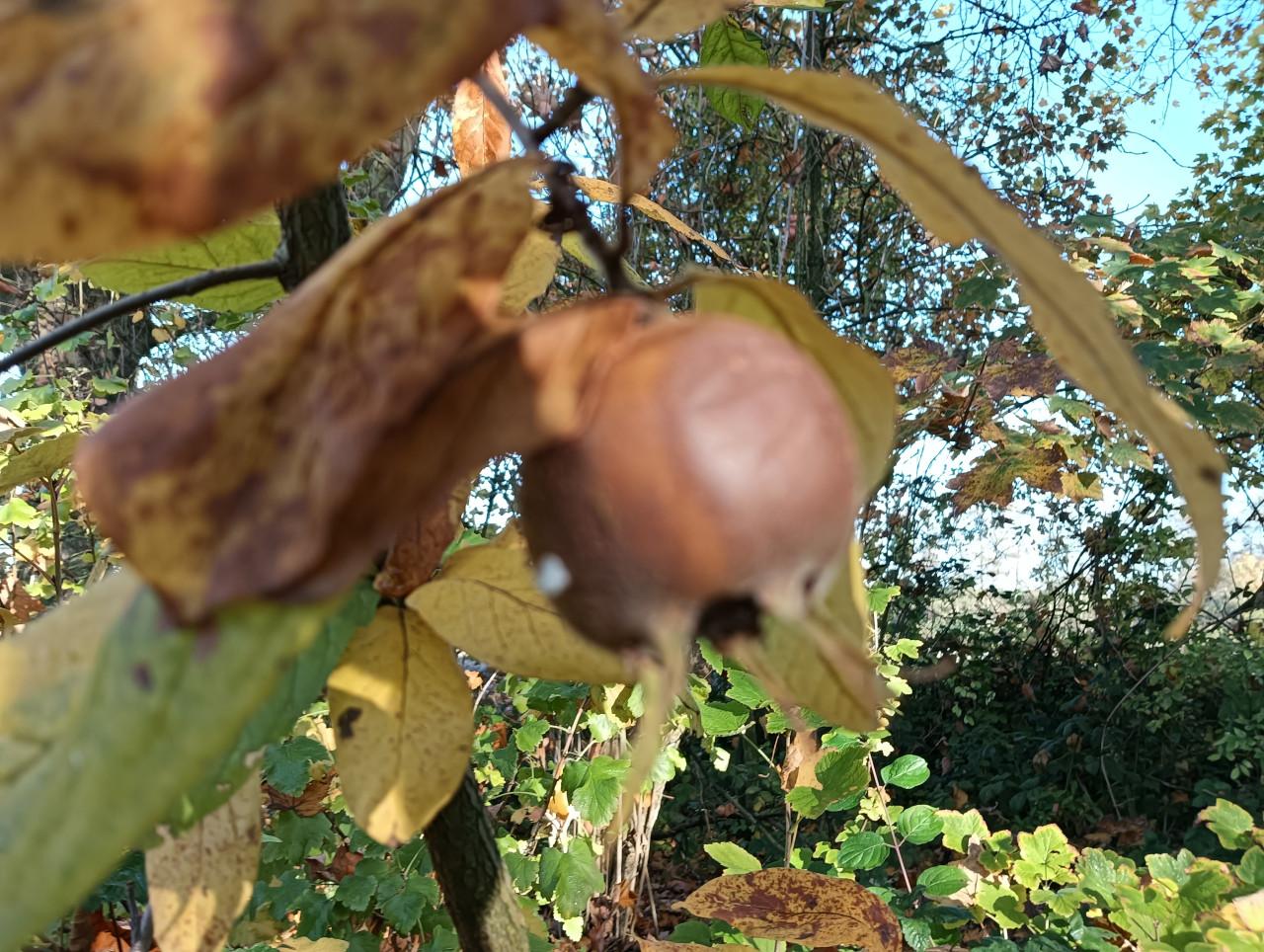 Wildplukwinterwandeling