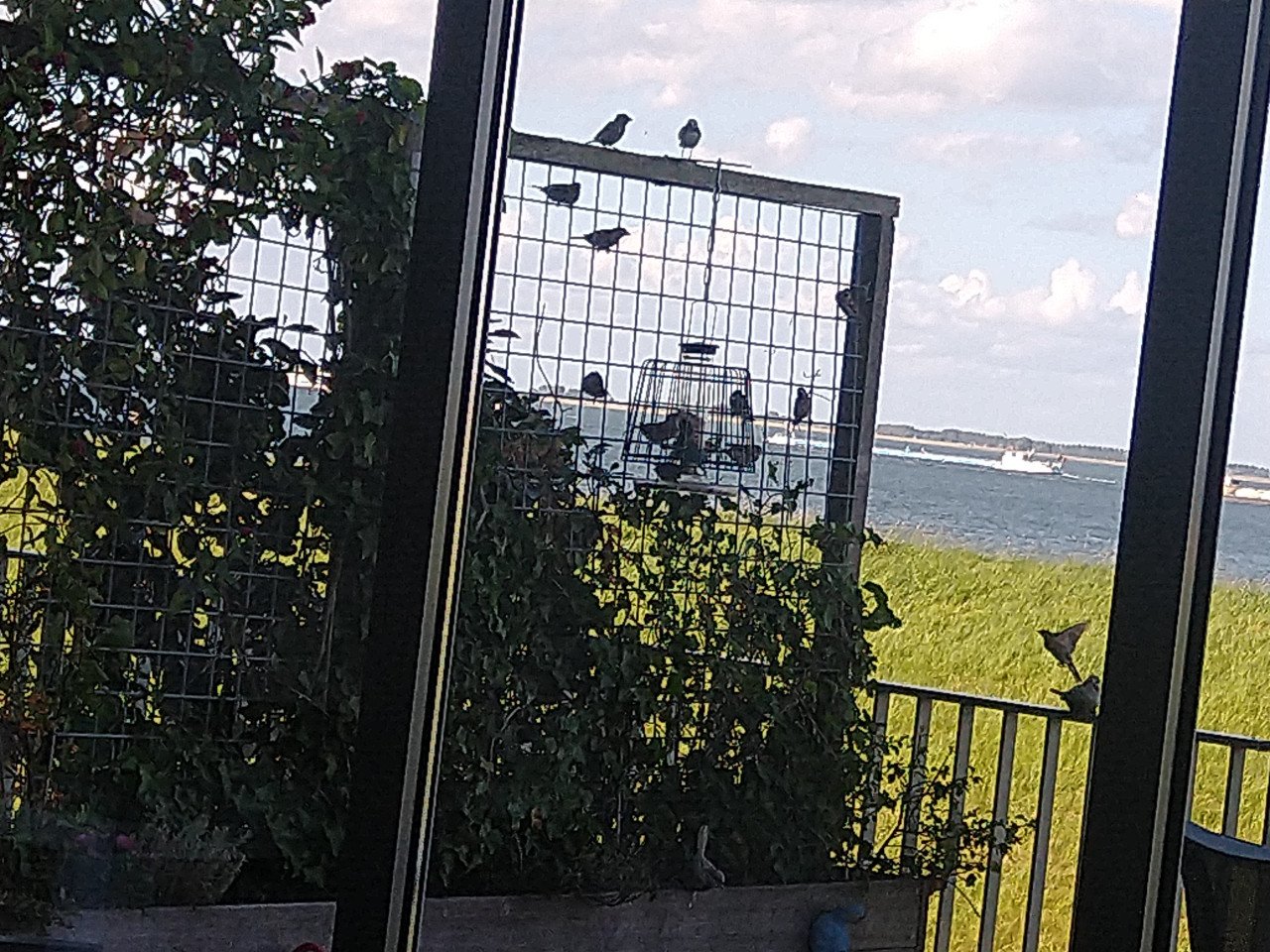VOERKOOI VOOR VOGELS voor buiten met opvangbak en voer.