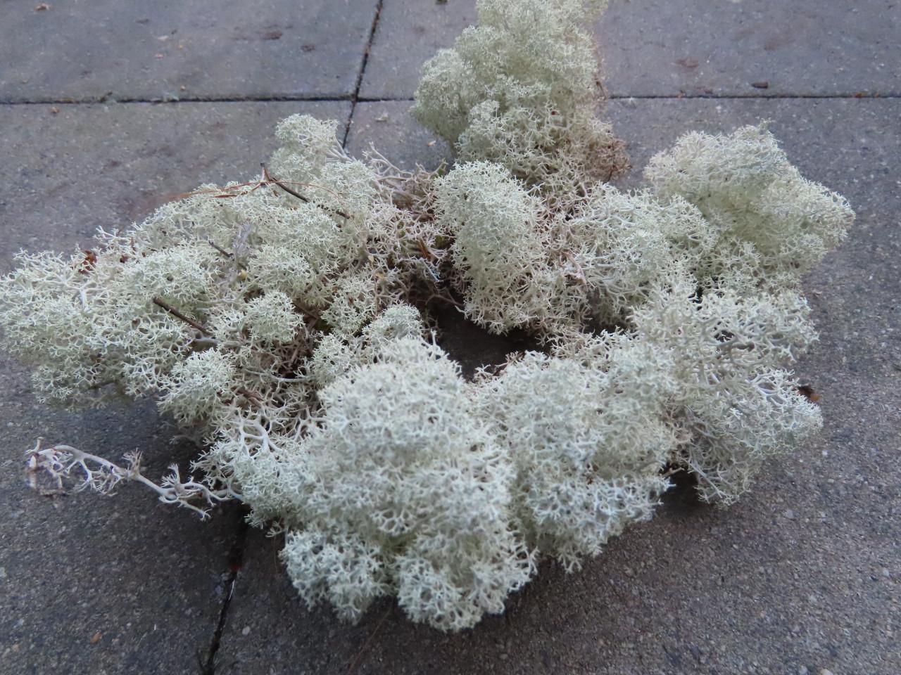 Mooi gedroogd rendiermos