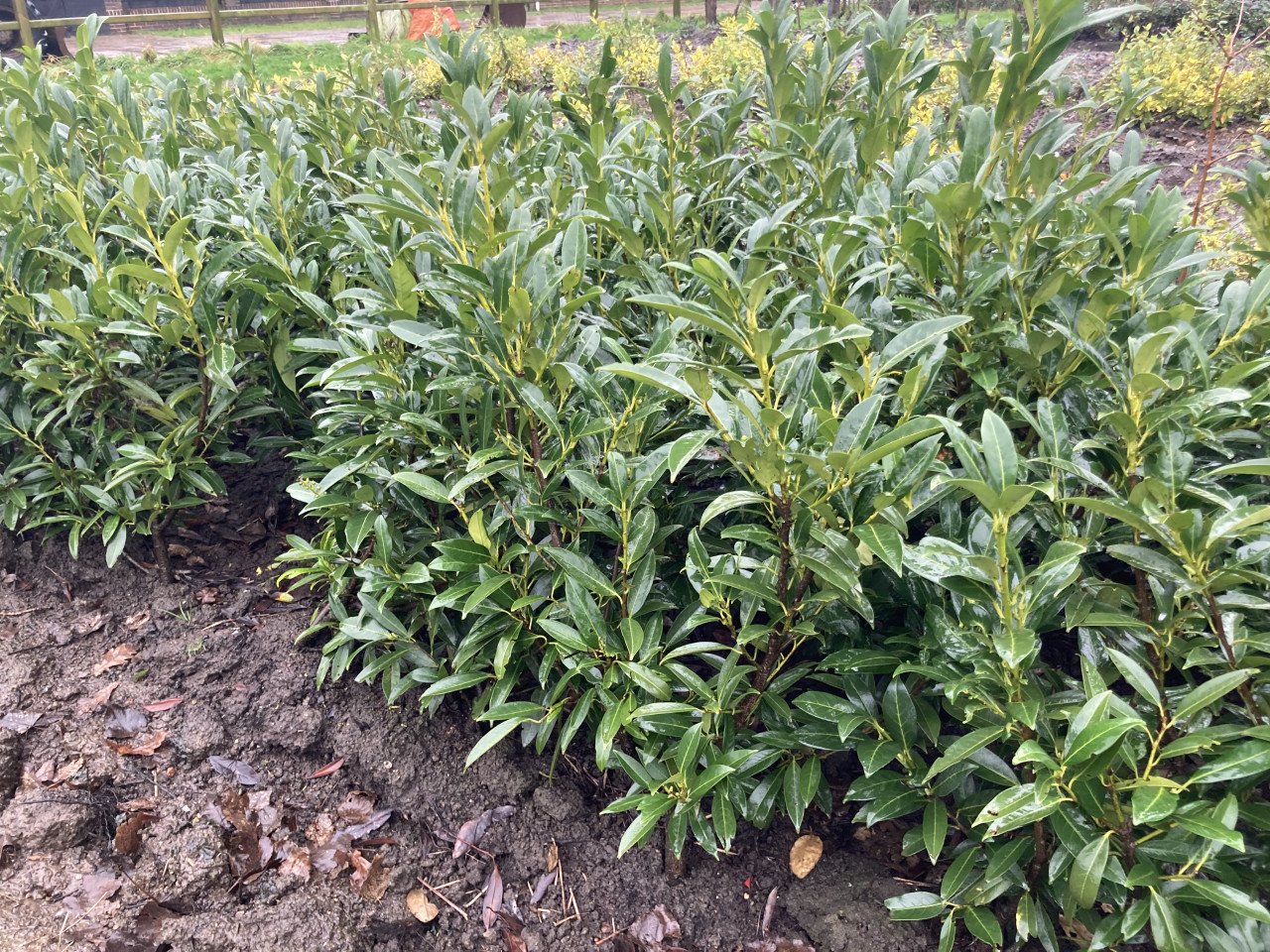 Laurierstruiken Prunus Novita/Herbergii
