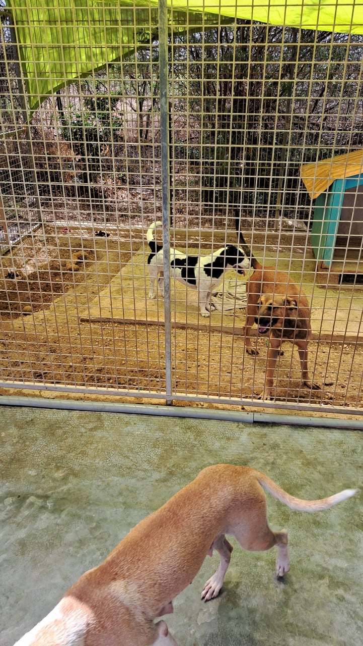 Gastgezinnen voor honden gezocht