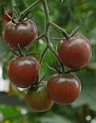 Tomatenplantjes, paprikaplantjes en gele afrikanen
