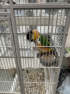 Koppel tamme zwartkopcaique’s