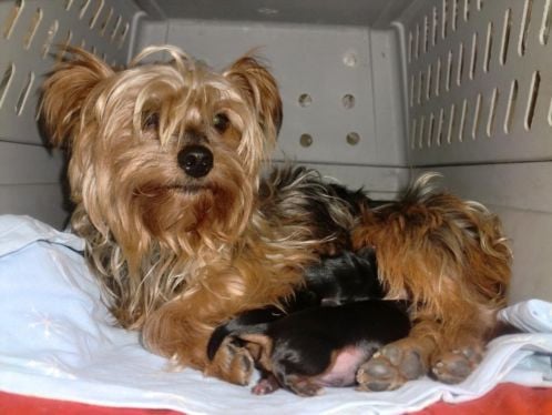 Pup teefje Yorkshire Terrier ruim 8 weken oud mag nu weg