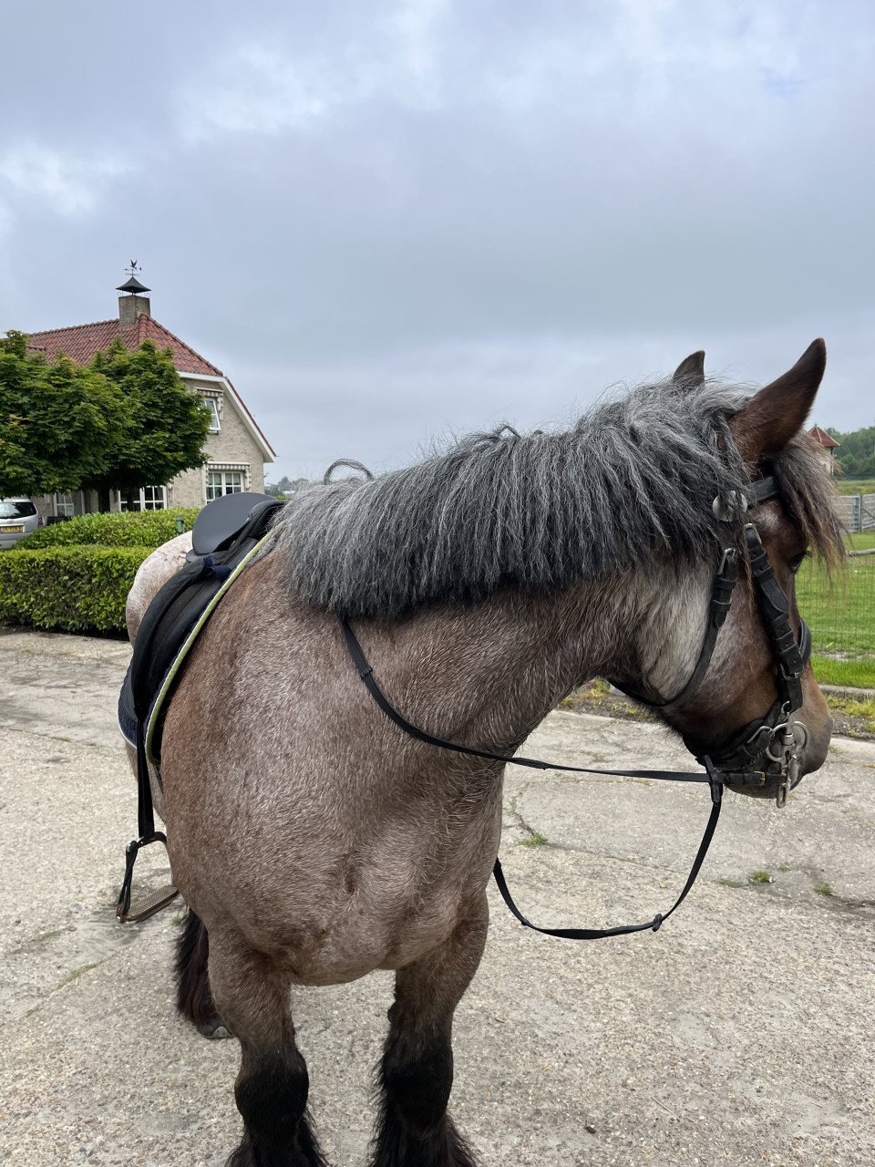 Trekpaard merrie