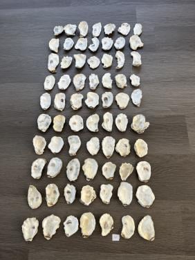 Oesterschelpen