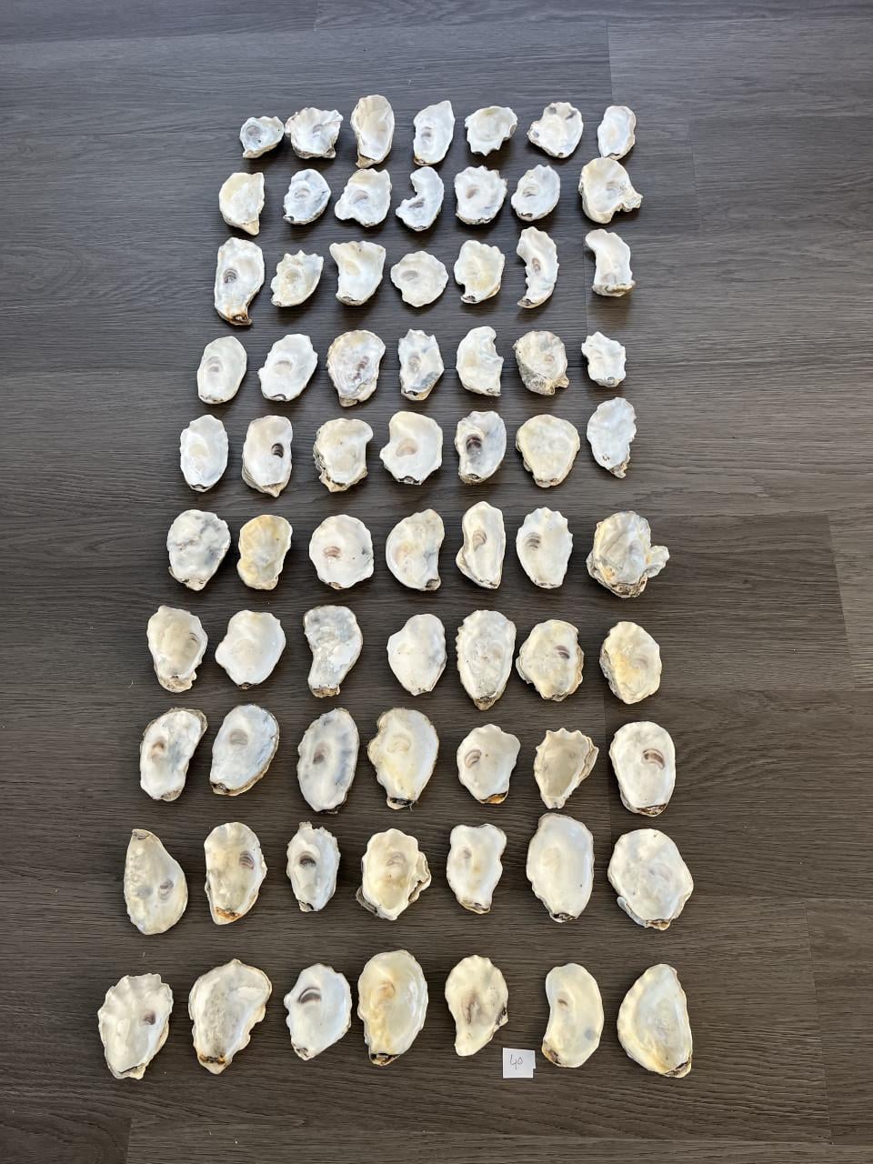 Oesterschelpen