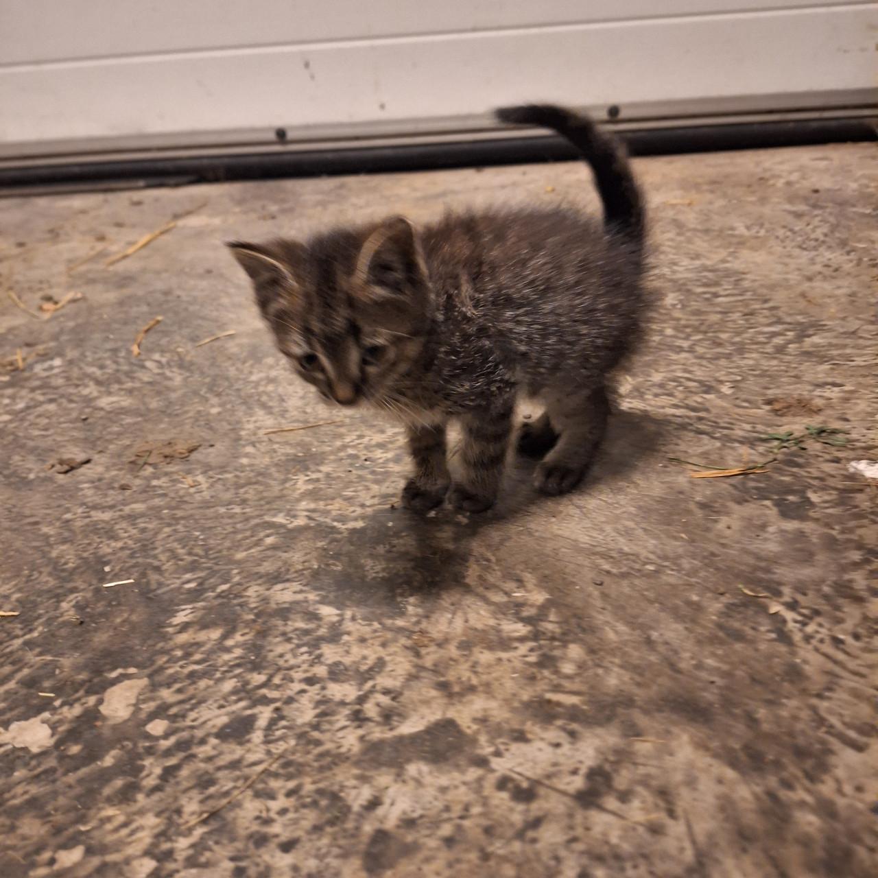 Kitten