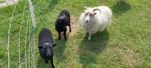 Ouessant schapen, ooien en rammen