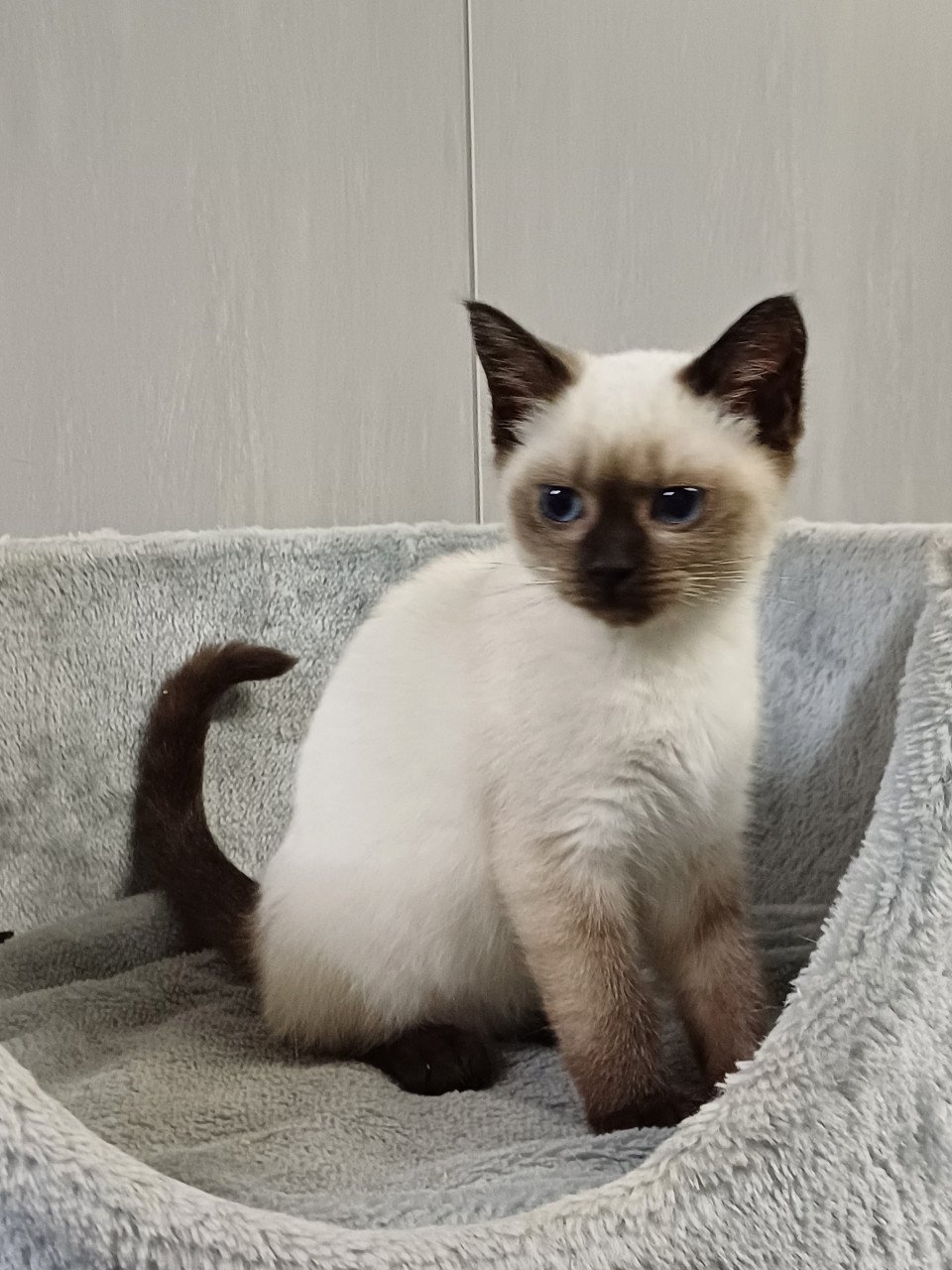 Super leuke Britskorthaar x Ragdoll kittens beschikbaar POESJES