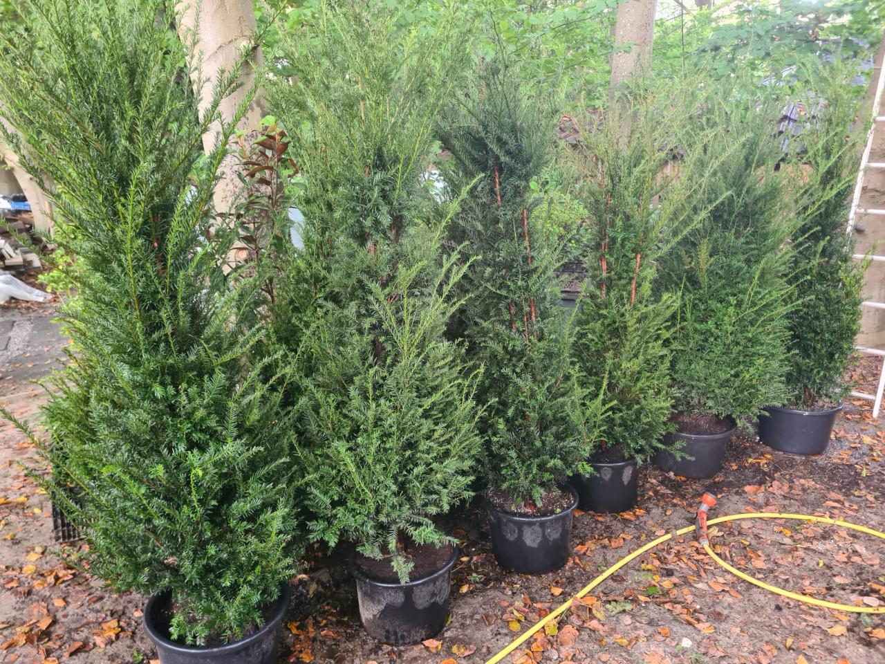 Taxus Baccata haagplanten in alle maten leverbaar