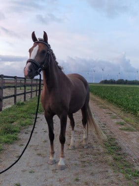 Mooie 5 jarige merrie