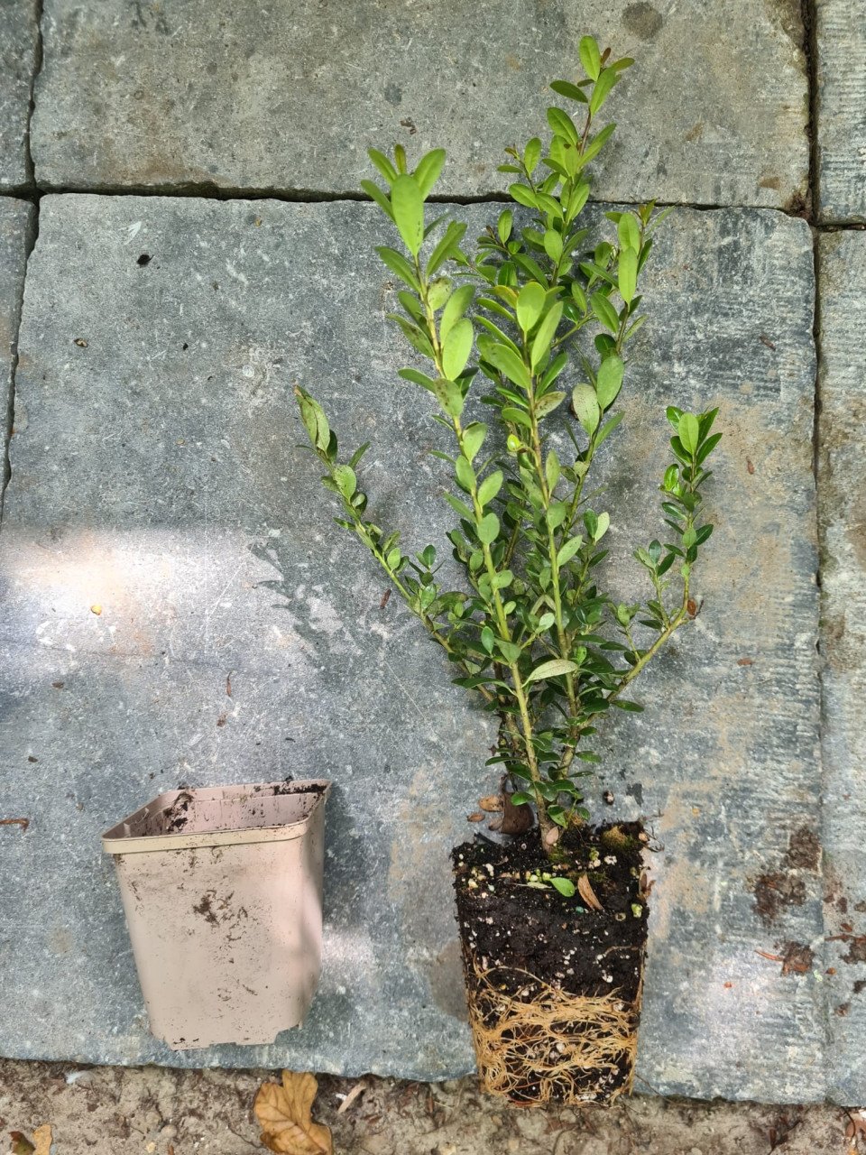 Ilex Caroline Upright - Ideale buxusvervanger