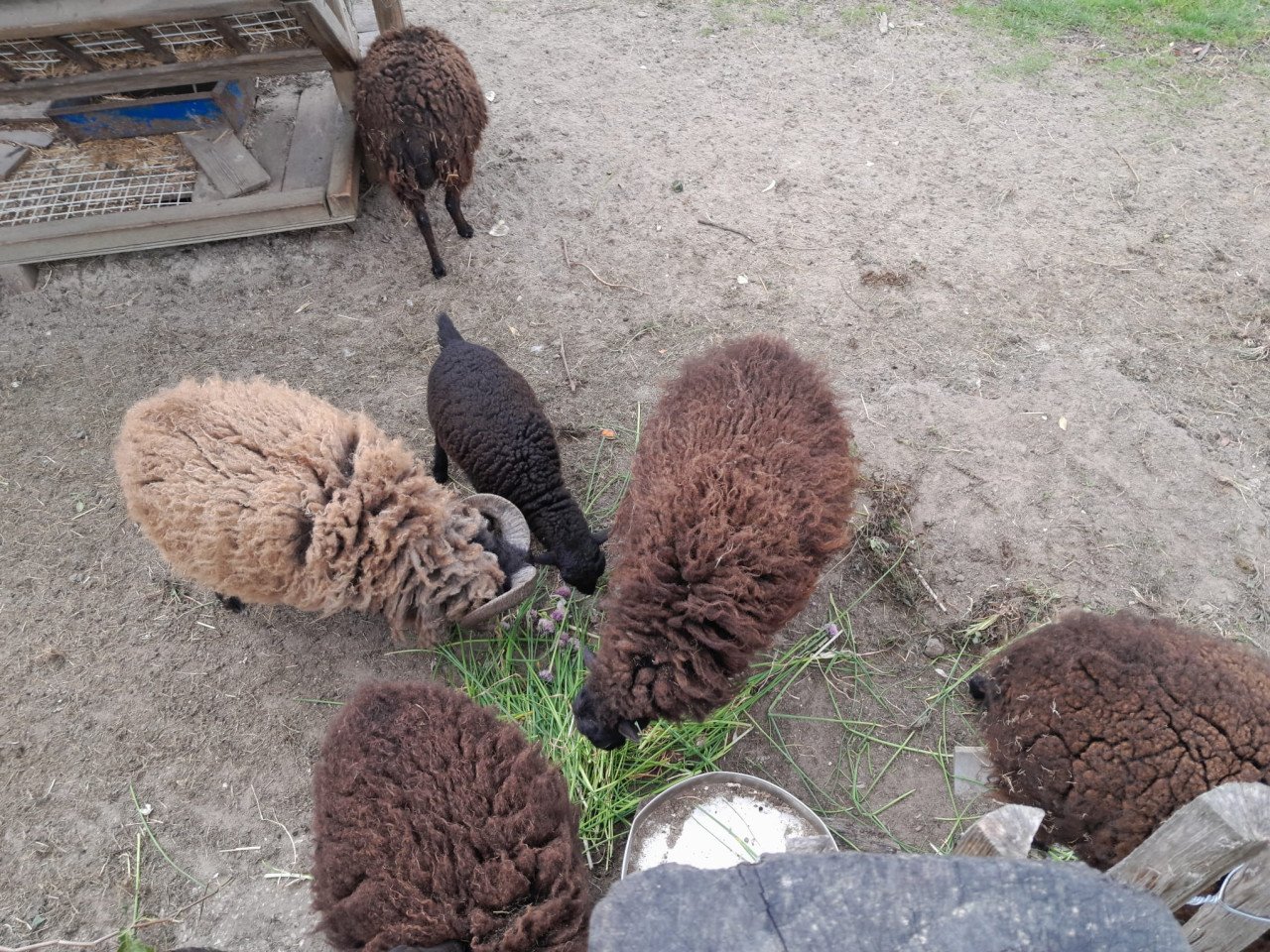 Schaap Ouessant