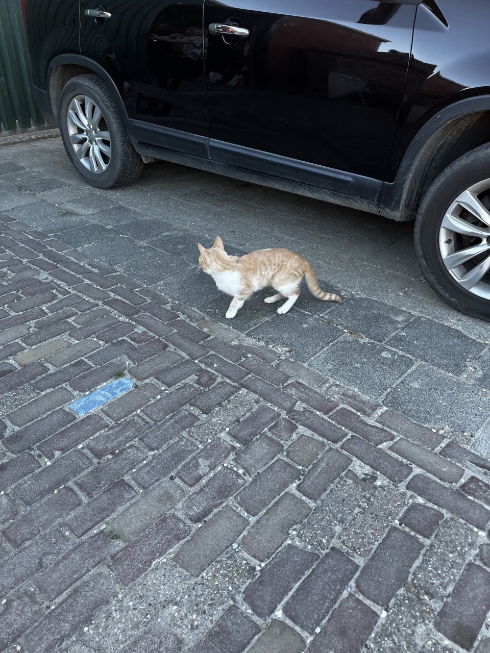 Kater  zeldzame katen kleur ?