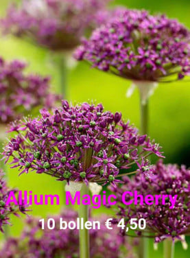 Allium bollen
