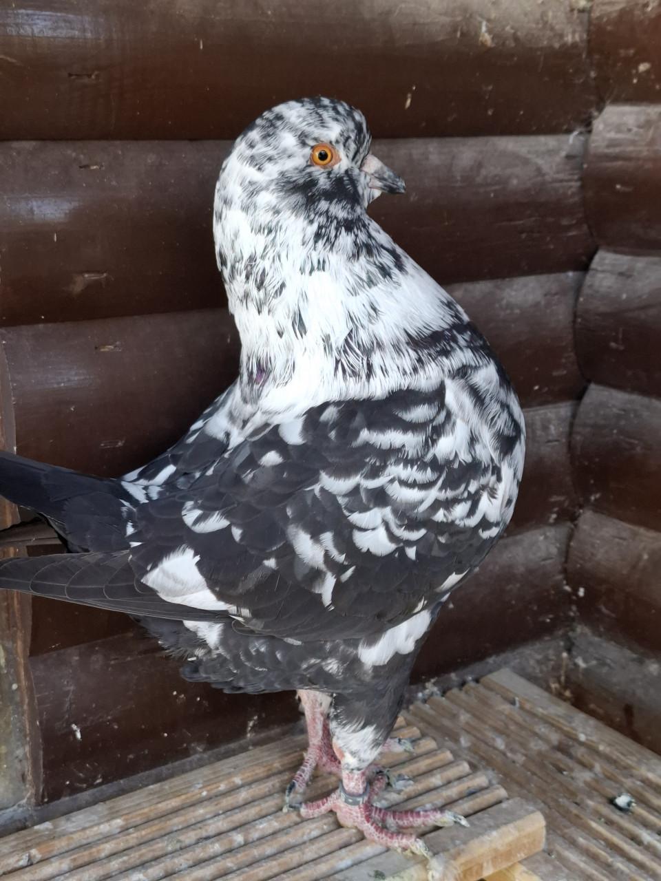 KING sierduiven