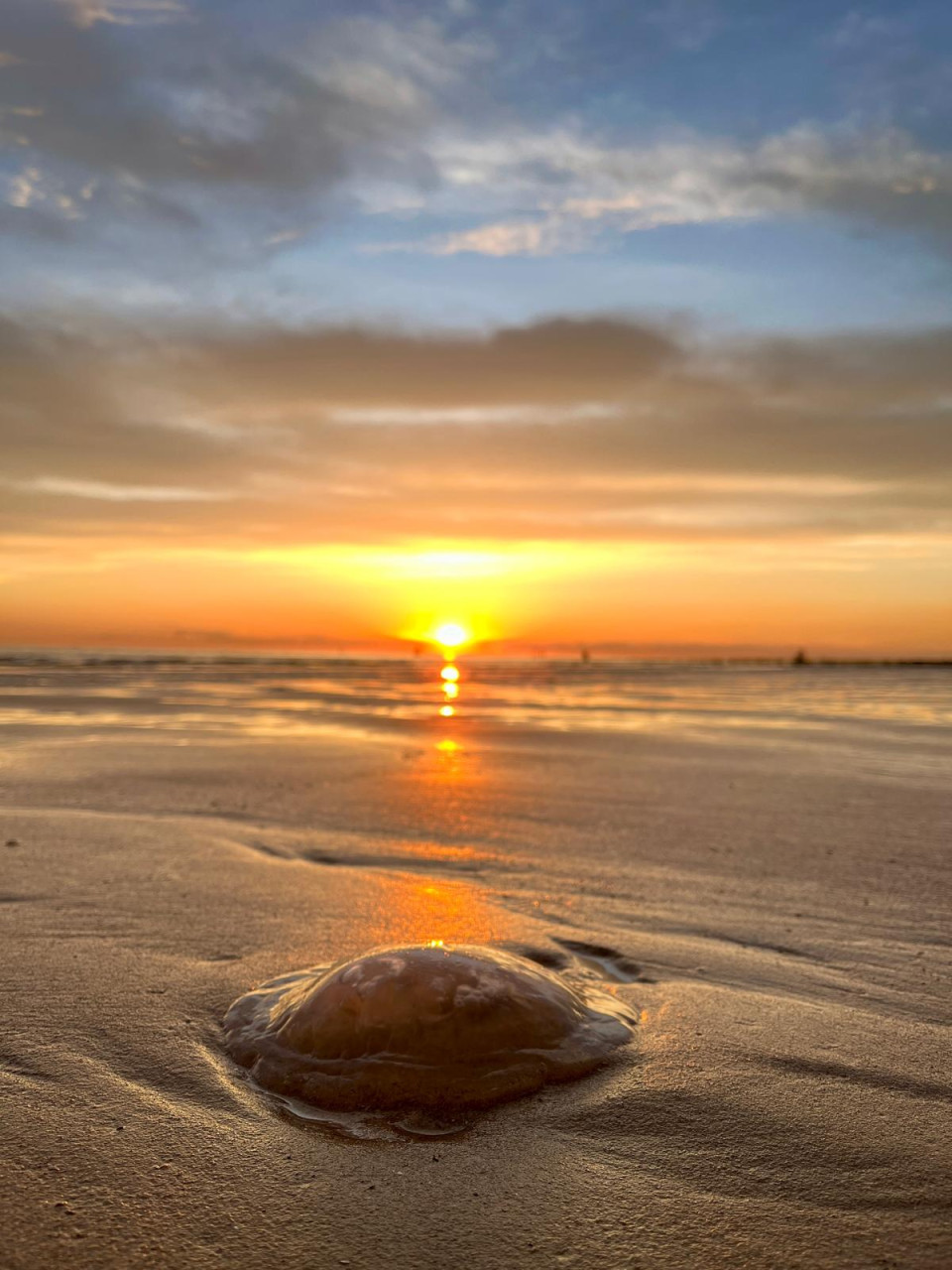 Slaapstrandhuisje te huur ☀️ vanaf € 100,-