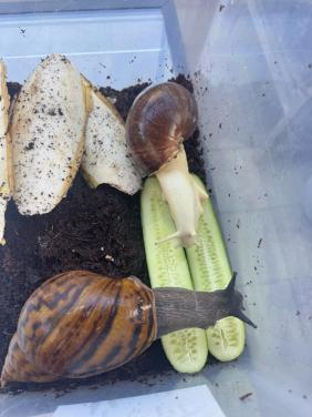 Grote Agaath slakken