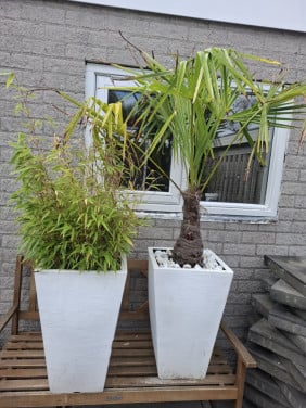 Planten