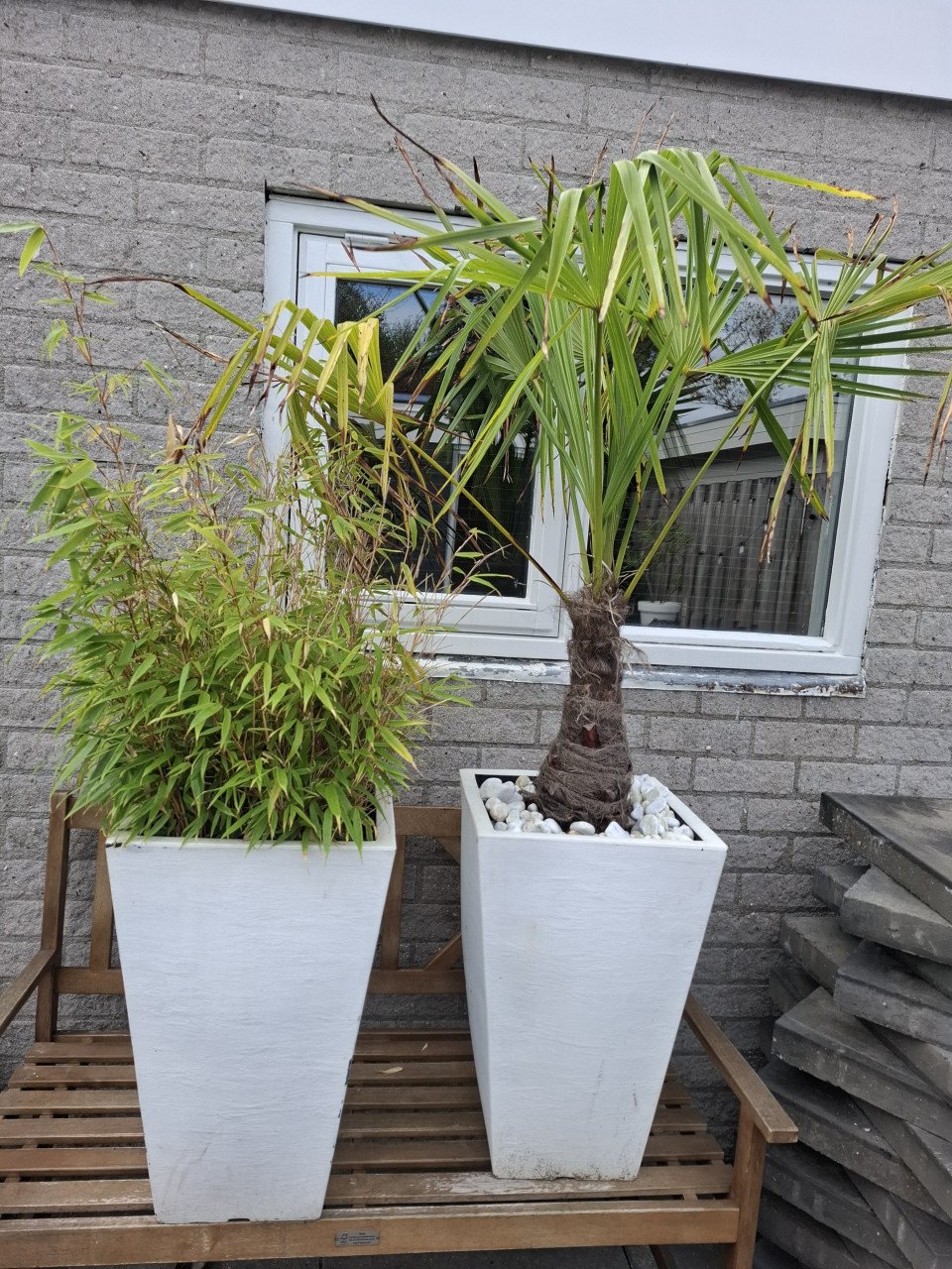 Planten