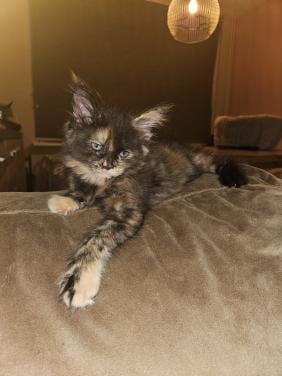 Maine coon kittens