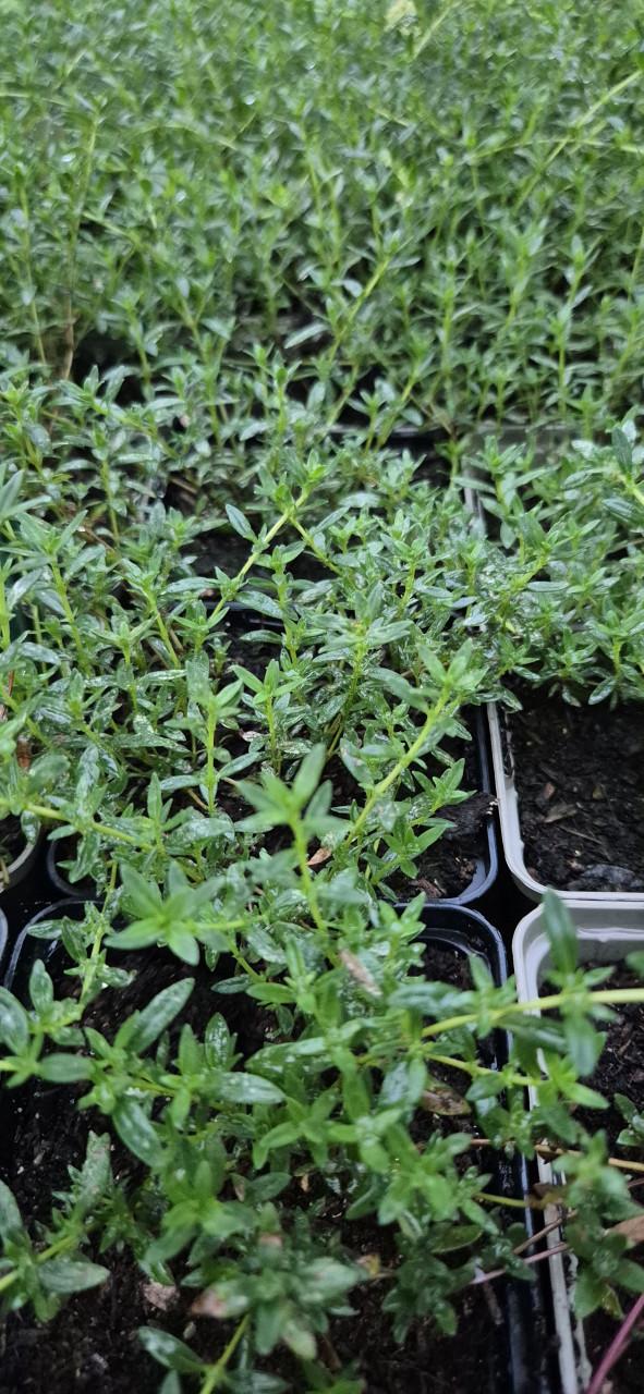 Nieuwe oogst Vaste planten bio