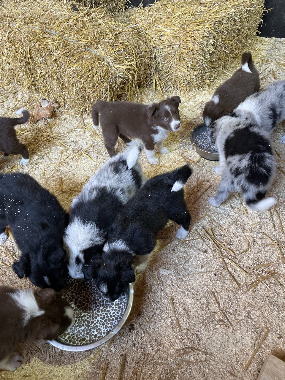 Prachtige pups te koop