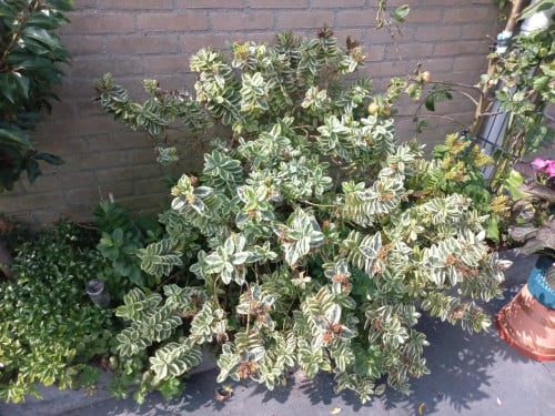 Grote bonte hebe
