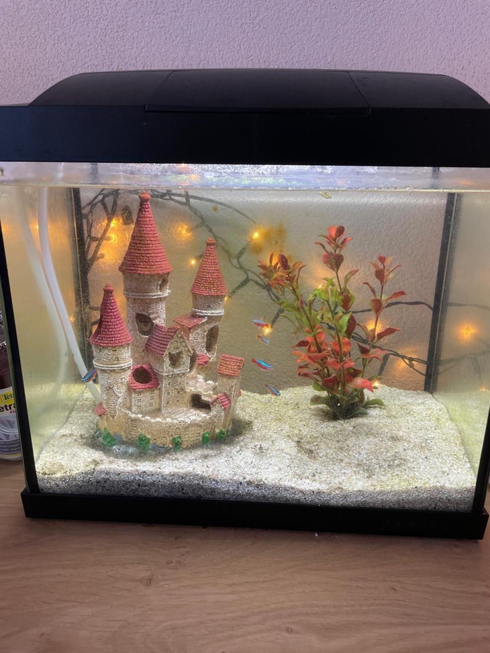 Klein aquarium