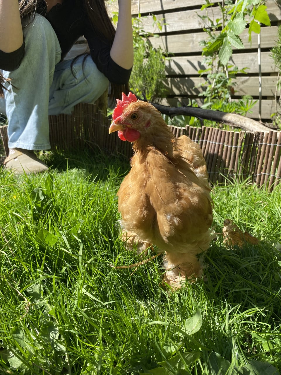 Haantje Cochin kriel Gratis