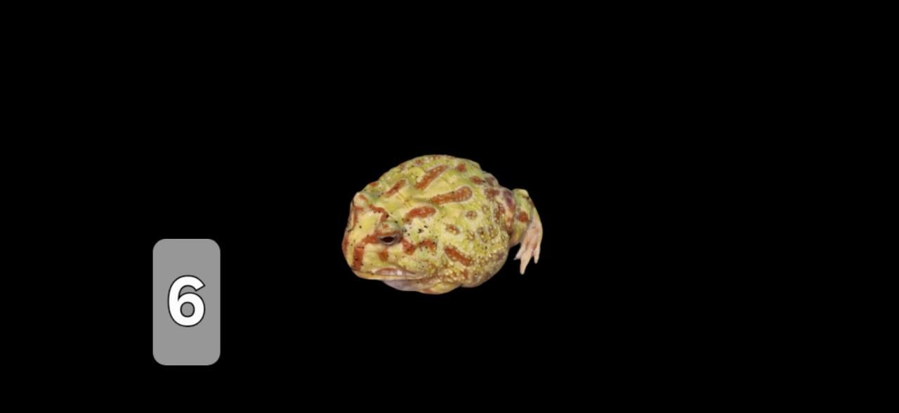 TE KOOP verschillende reptielen