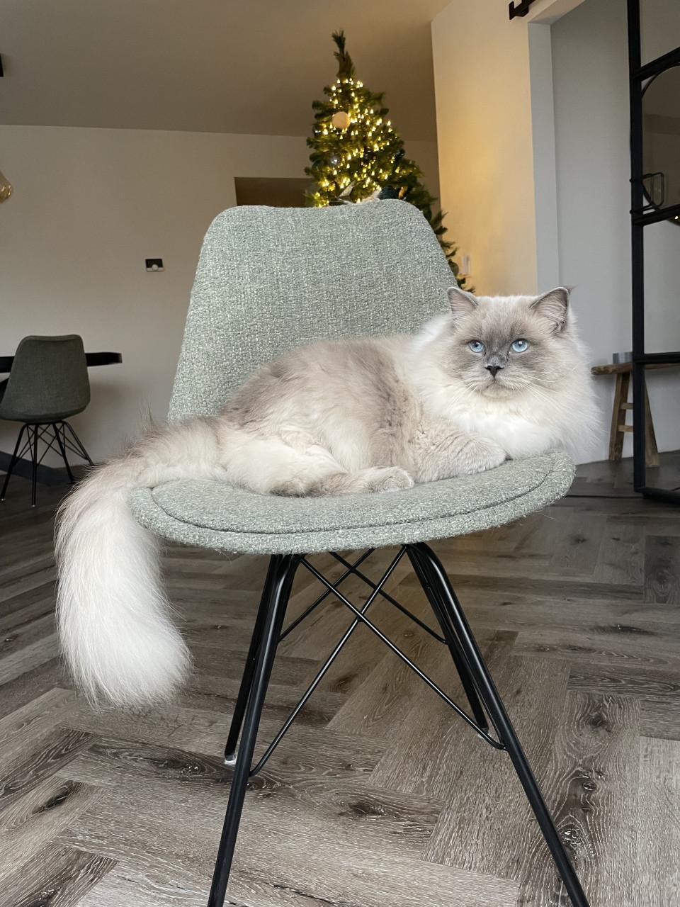 Ted en Nova zijn op zoek naar personeel