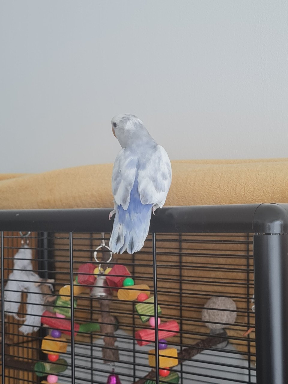 Jonge Agapornis Roseicollis te koop