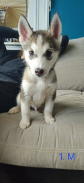 Prachtige husky-puppy's op zoek naar een permanent thuis
