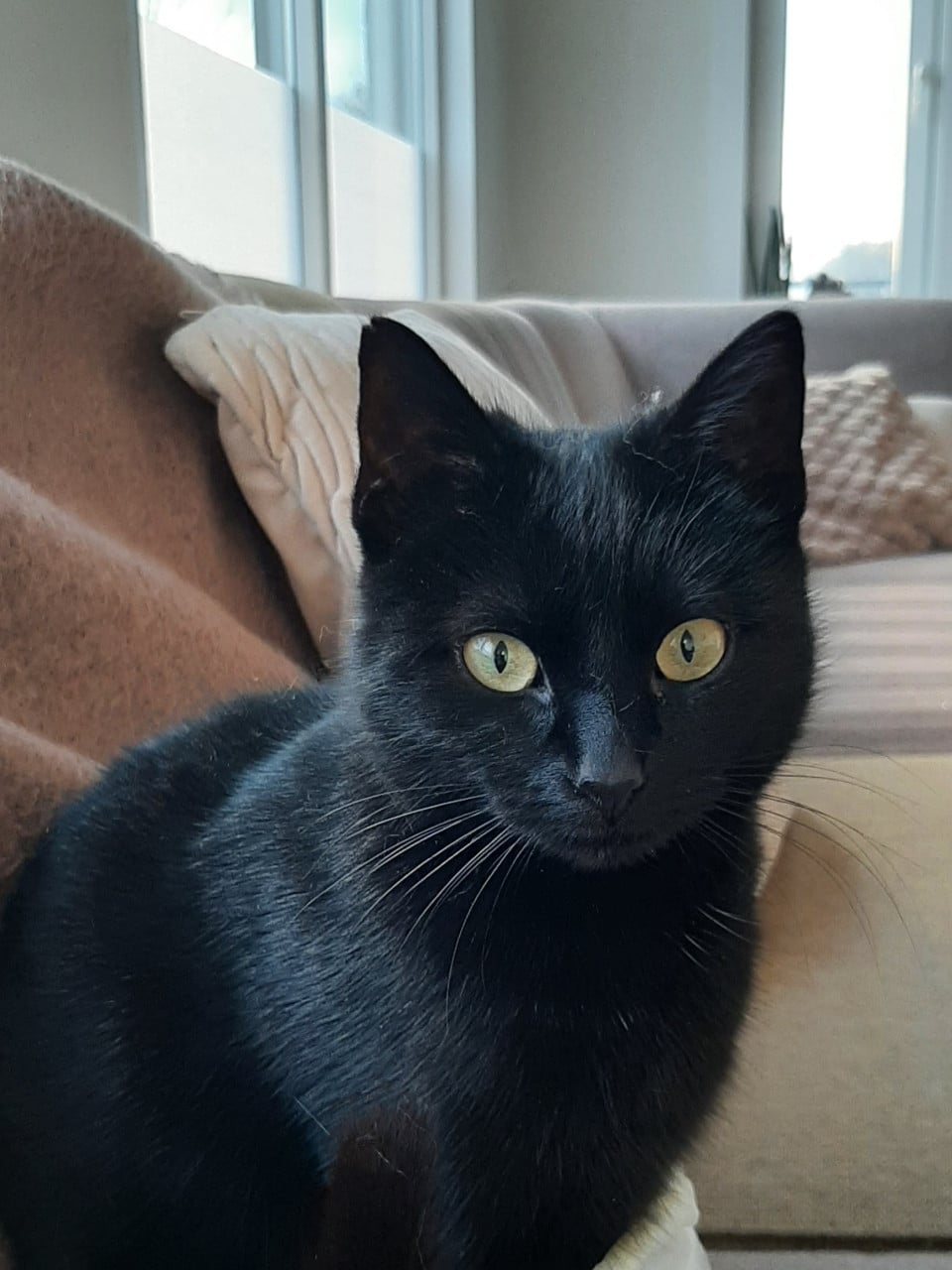 Vermist zwarte poes