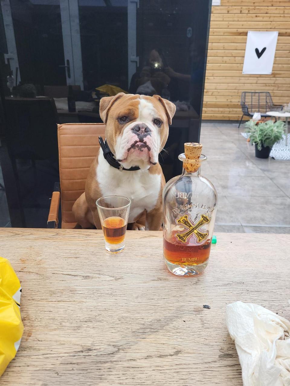 Gezocht, gouden mandje voor onze Bulldog