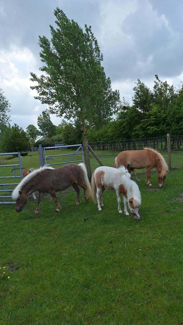Mini paardje