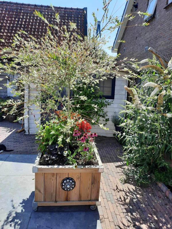 Zeeuwse knop bloembakken projecten ter inspiraties L80 x B83 x H60