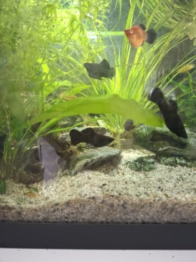 Black Molly's