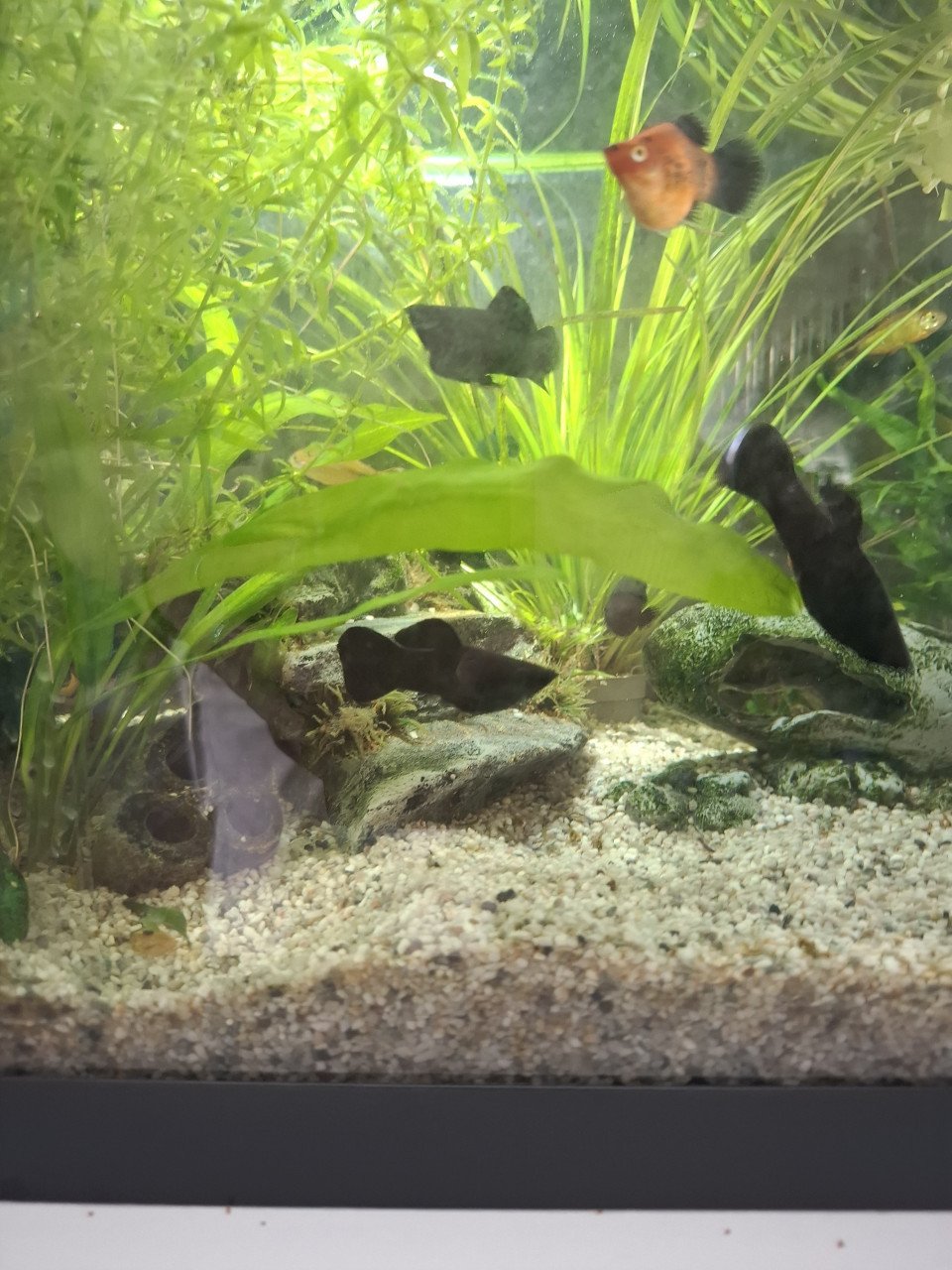 Black Molly's