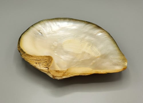 Een Grote Decoratieve Schelp Met Parelmoer in Reliëf