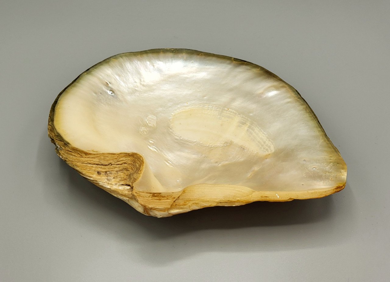 Een Grote Decoratieve Schelp Met Parelmoer in Reliëf