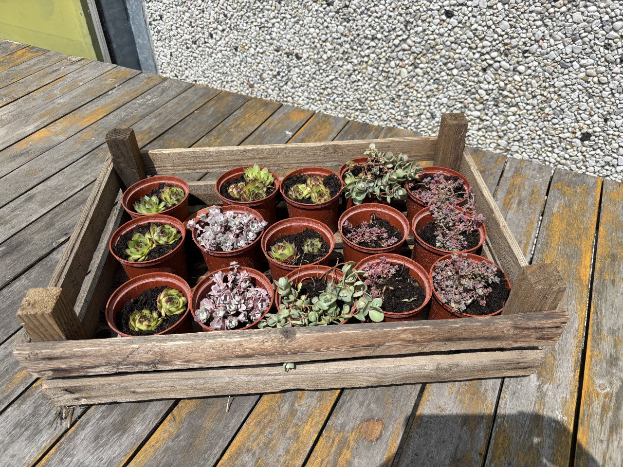 Aardappelkratjes