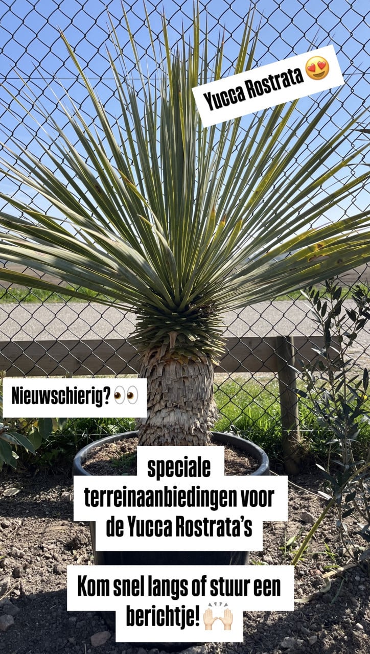 OLIJFBOMEN, YUCCA’S 30 % KORTING (op alles)