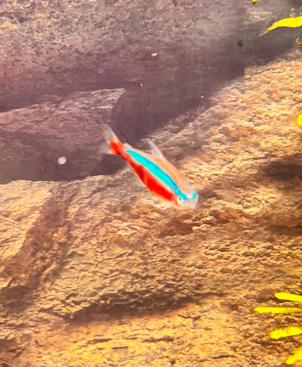 2 neontetras
