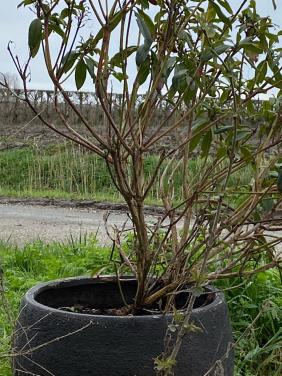 Grote pot met rhododendron