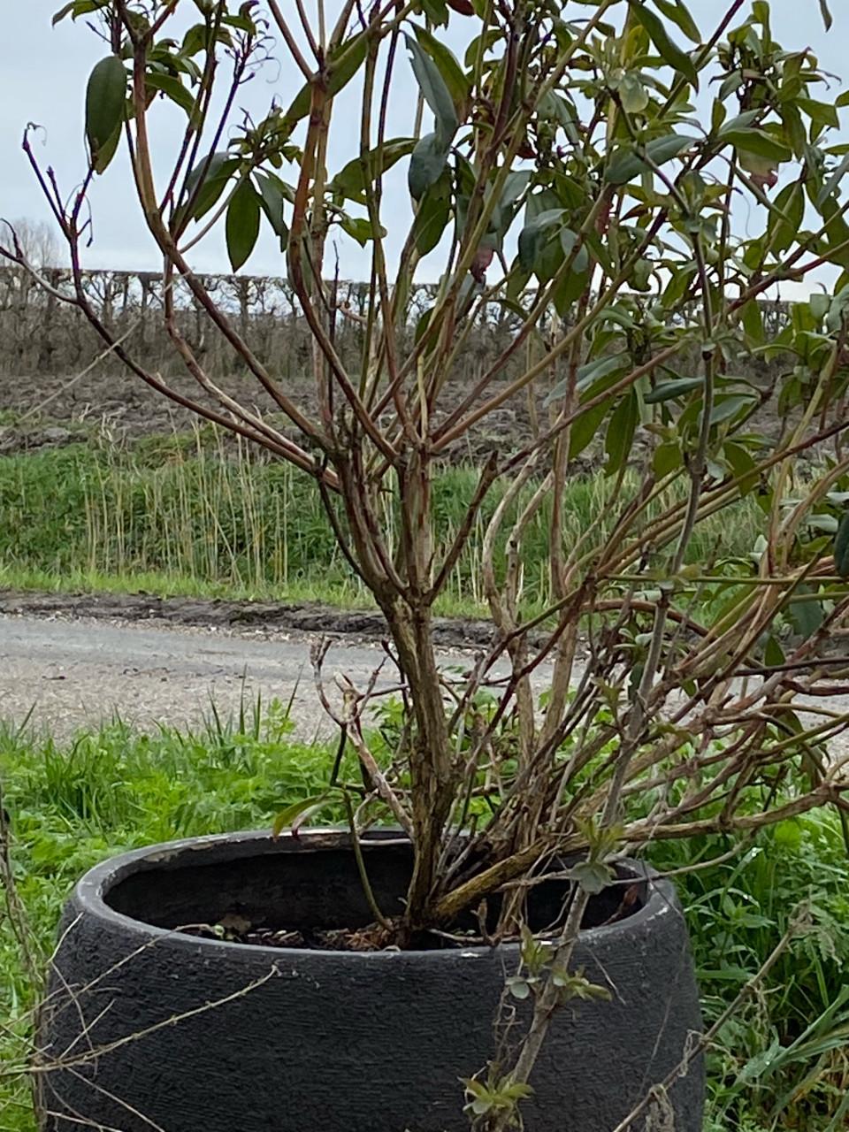 Grote pot met rhododendron